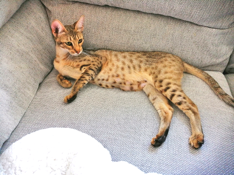 savannah cat for sale gumtree